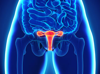 生殖系统领域模型数据