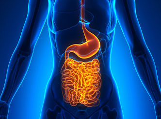 消化系统领域模型数据