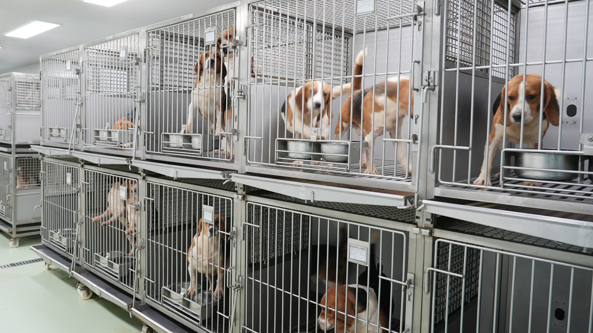 比格犬疾病模型 | 实验动物之比格犬