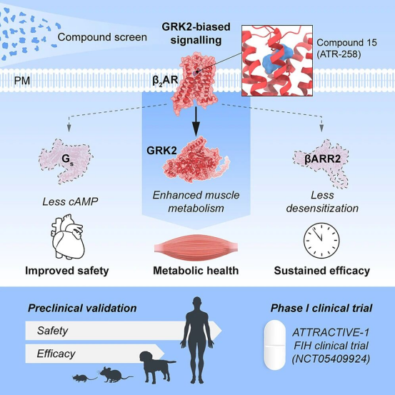 Cell重磅突破全新减肥机制:GRK偏向性激动剂登场,司美格鲁肽们的“全能对手”来了