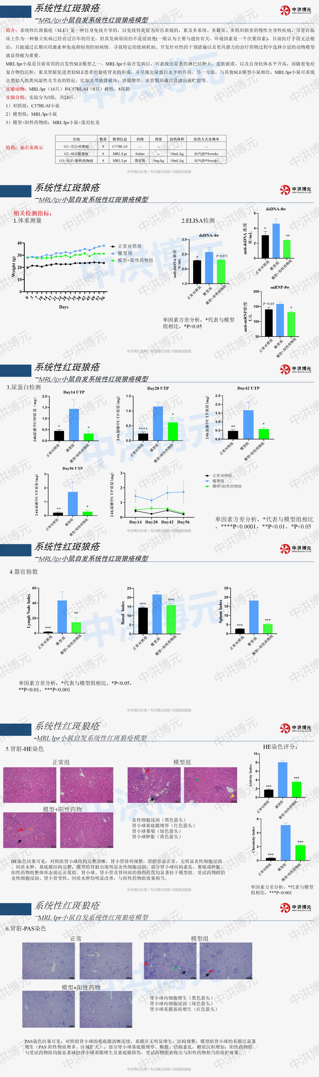 Y-2025-0325 -MRL-lpr小鼠系统性红斑狼疮模型研发数据汇报 - 2026_01.png
